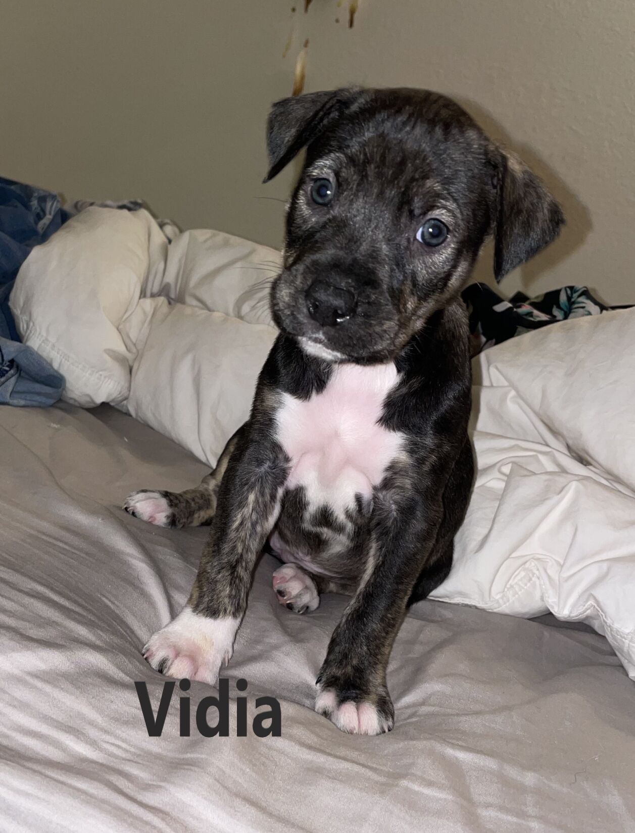 Vidia